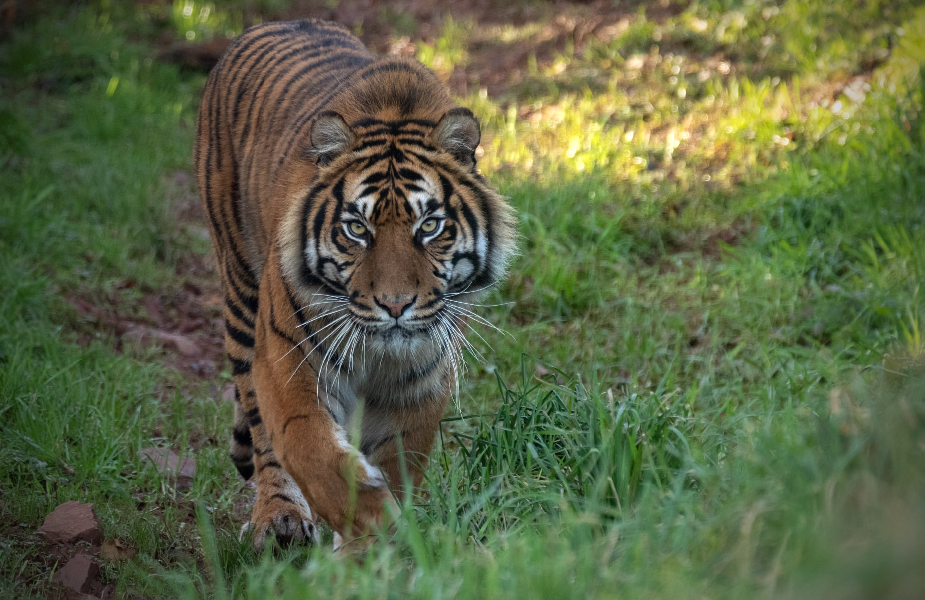 tiger 3 Parrot-Safari-Zoo